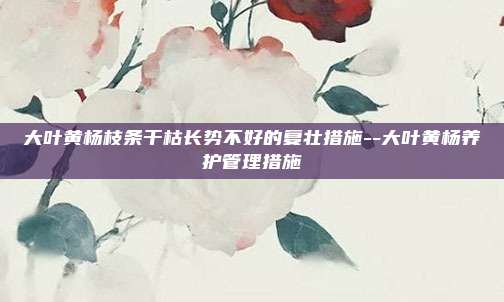 大叶黄杨枝条干枯长势不好的复壮措施--大叶黄杨养护管理措施