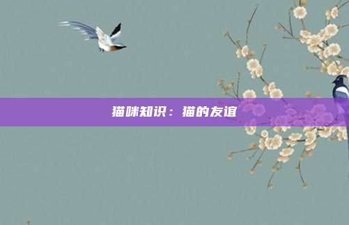 猫咪知识：猫的友谊