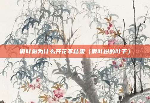 假叶树为什么开花不结果（假叶树的叶子）