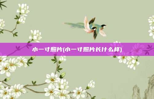 小一寸照片(小一寸照片长什么样)