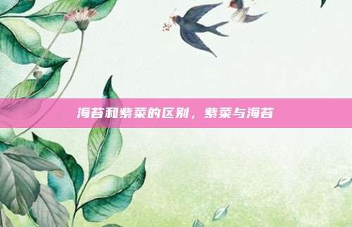 海苔和紫菜的区别，紫菜与海苔