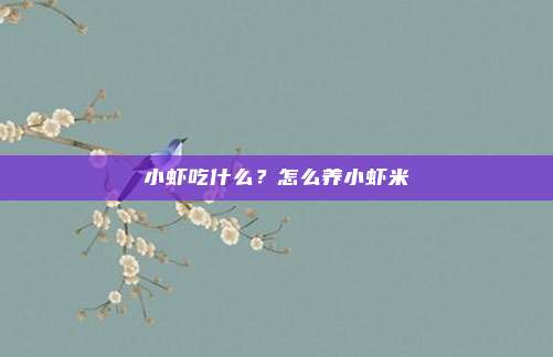 小虾吃什么?怎么养小虾米