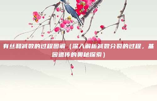 有丝和减数的过程图解(深入解析减数分裂的过程,基因遗传的奥秘探索)