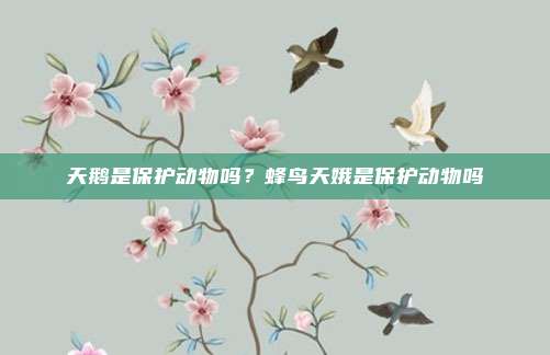 天鹅是保护动物吗?蜂鸟天娥是保护动物吗