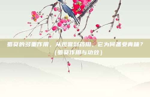 蜀葵的多重作用,从观赏到药用,它为何备受青睐?(蜀葵作用与功效)