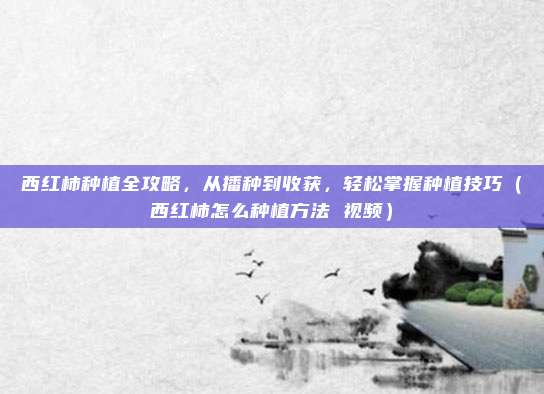 西红柿种植全攻略,从播种到收获,轻松掌握种植技巧(西红柿怎么种植方法 视频)