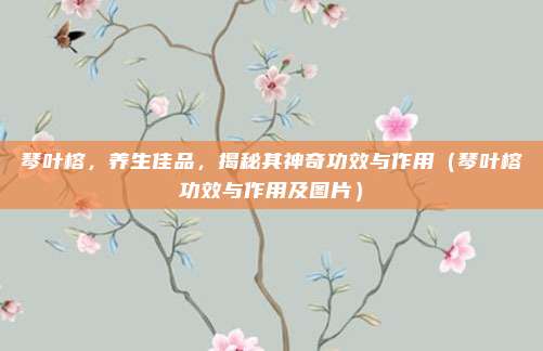 琴叶榕,养生佳品,揭秘其神奇功效与作用(琴叶榕功效与作用及图片)
