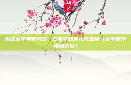 揭秘蓍草神奇功效,古老草药的现代应用(蓍草的作用和功效)