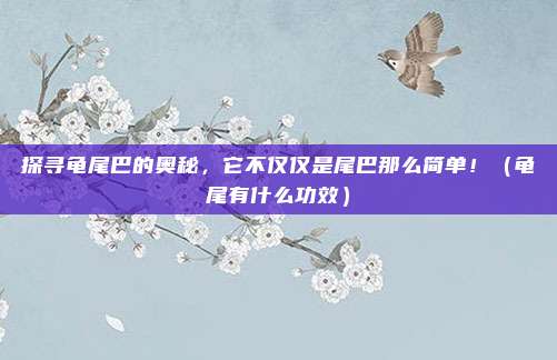 探寻龟尾巴的奥秘，它不仅仅是尾巴那么简单！（龟尾有什么功效）