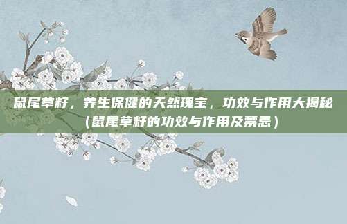 鼠尾草籽,养生保健的天然瑰宝,功效与作用大揭秘(鼠尾草籽的功效与作用及禁忌)