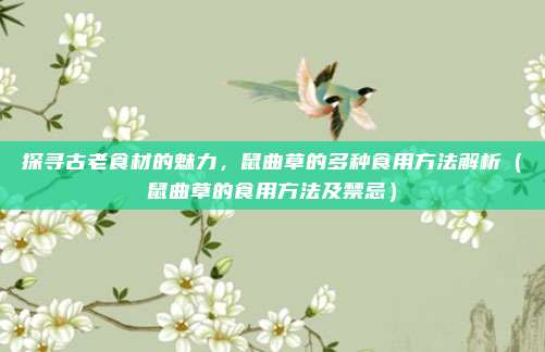 探寻古老食材的魅力，鼠曲草的多种食用方法解析（鼠曲草的食用方法及禁忌）