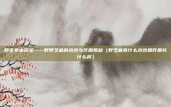 野生草本珍宝——野野芝麻的功效与作用揭秘（野芝麻有什么功效和作用长什么样）