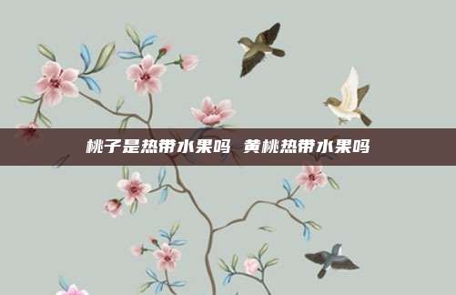 桃子是热带水果吗 黄桃热带水果吗