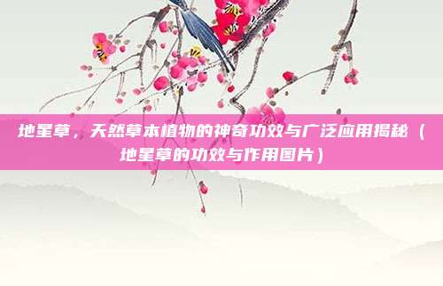 地星草，天然草本植物的神奇功效与广泛应用揭秘（地星草的功效与作用图片）