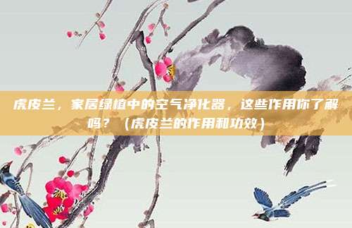 虎皮兰，家居绿植中的空气净化器，这些作用你了解吗？（虎皮兰的作用和功效）