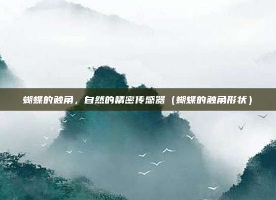 蝴蝶的触角，自然的精密传感器（蝴蝶的触角形状）