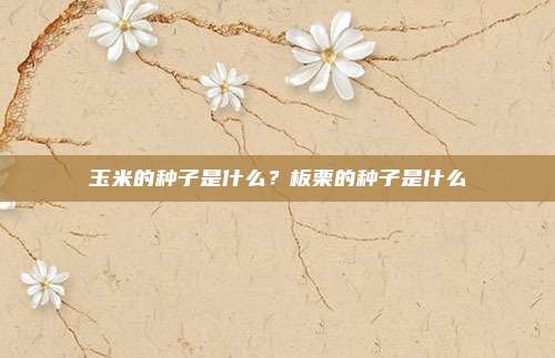 玉米的种子是什么?板栗的种子是什么