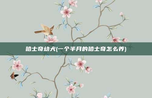 哈士奇幼犬(一个半月的哈士奇怎么养)