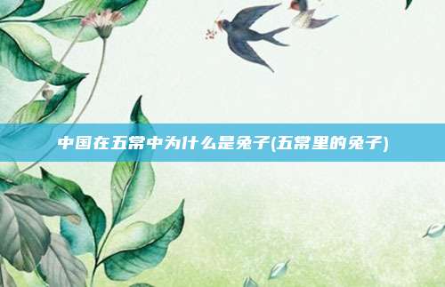 中国在五常中为什么是兔子(五常里的兔子)