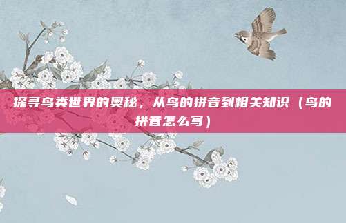 探寻鸟类世界的奥秘，从鸟的拼音到相关知识（鸟的拼音怎么写）