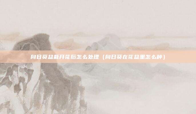 向日葵盆栽开花后怎么处理（向日葵在花盆里怎么种）