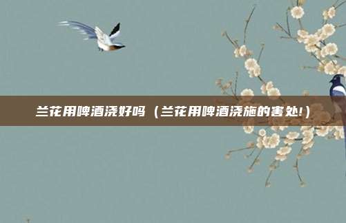 兰花用啤酒浇好吗（兰花用啤酒浇施的害处!）