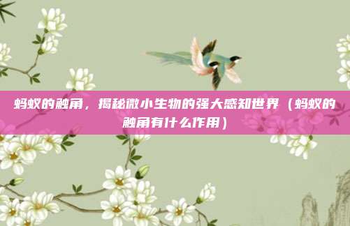 蚂蚁的触角，揭秘微小生物的强大感知世界（蚂蚁的触角有什么作用）