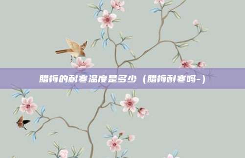 腊梅的耐寒温度是多少（腊梅耐寒吗-）