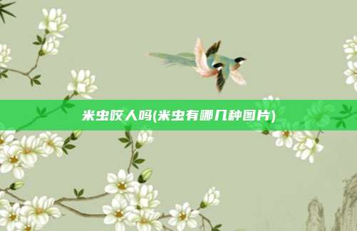 米虫咬人吗(米虫有哪几种图片)