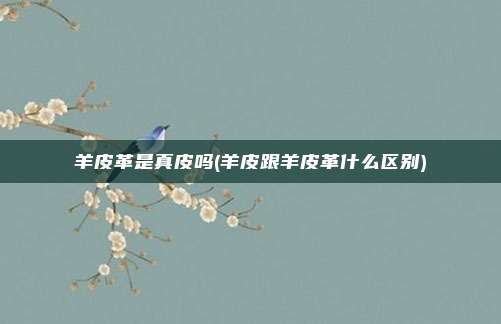 羊皮革是真皮吗(羊皮跟羊皮革什么区别)