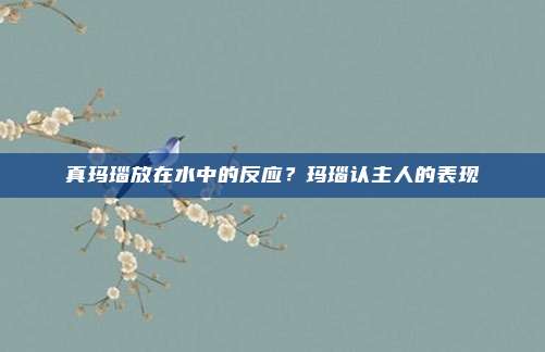 真玛瑙放在水中的反应?玛瑙认主人的表现