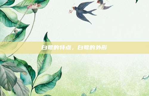 白鹭的特点，白鹭的外形
