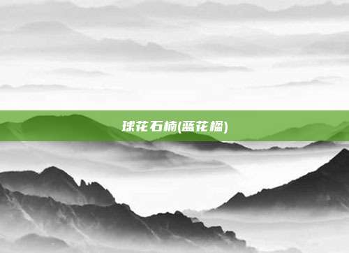 球花石楠(蓝花楹)