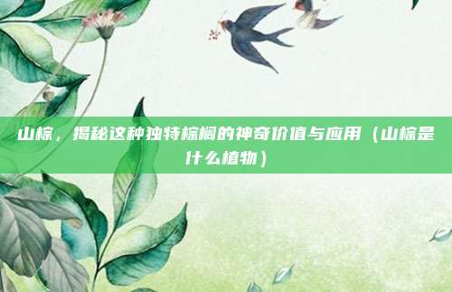 山棕,揭秘这种独特棕榈的神奇价值与应用(山棕是什么植物)