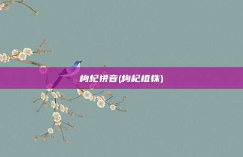 枸杞拼音(枸杞植株)