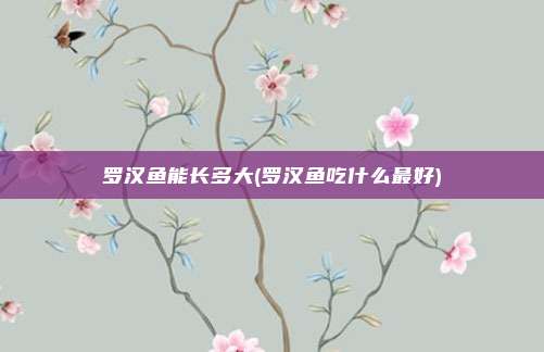 罗汉鱼能长多大(罗汉鱼吃什么最好)