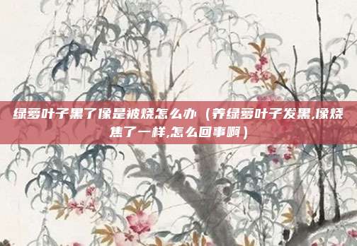绿萝叶子黑了像是被烧怎么办（养绿萝叶子发黑,像烧焦了一样,怎么回事啊）
