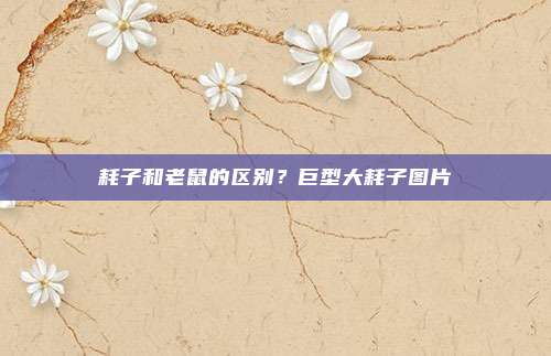 耗子和老鼠的区别?巨型大耗子图片