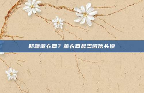 新疆薰衣草？薰衣草最美微信头像