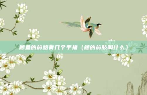 鲸鱼的前鳍有几个手指（鲸的前肢叫什么）