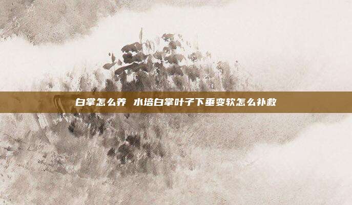 白掌怎么养 水培白掌叶子下垂变软怎么补救