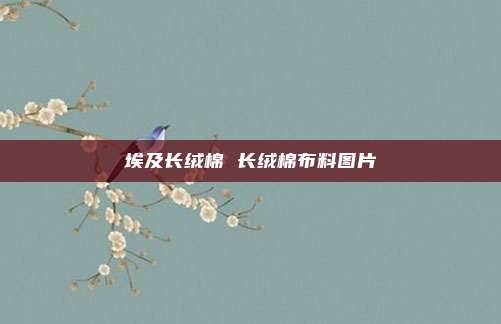 埃及长绒棉 长绒棉布料图片