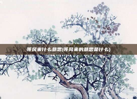 等风来什么意思(等风来的意思是什么)