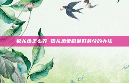 银龙鱼怎么养 银龙鱼蒙眼最好最快的办法