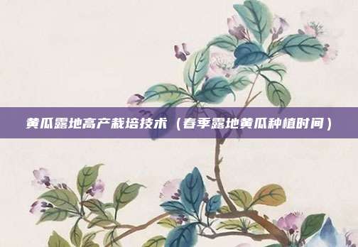 黄瓜露地高产栽培技术（春季露地黄瓜种植时间）