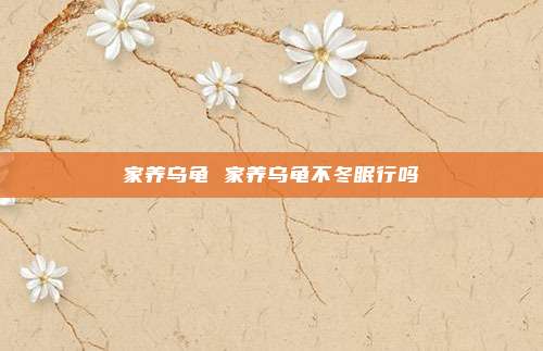 家养乌龟 家养乌龟不冬眠行吗