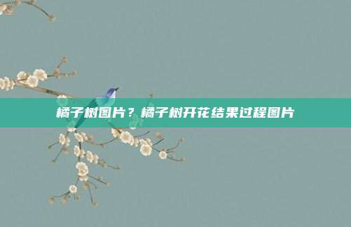 橘子树图片?橘子树开花结果过程图片
