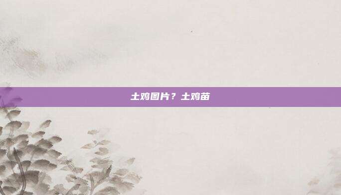 土鸡图片?土鸡苗