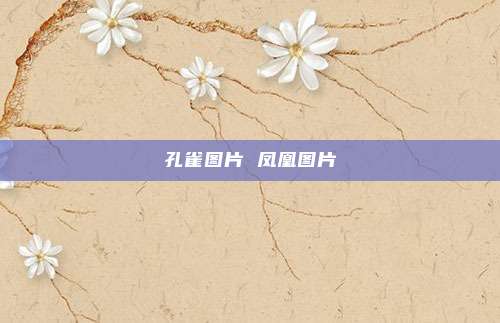 孔雀图片 凤凰图片