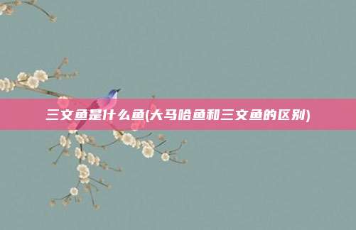 三文鱼是什么鱼(大马哈鱼和三文鱼的区别)